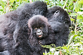 Africa, Rwanda, Musanze District, Volcanoes National Park, Ruhengeri, Kinigi. Gorilla, beringei beringei, Mountain gorilla. Baby and mother.