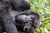 Afrika, Ruanda, Musanze-Distrikt, Volcanoes-Nationalpark, Ruhengeri, Kinigi. Gorilla, beringei beringei, Berggorilla.