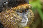 Africa, Rwanda, Volcanoes National Park, Close-up portrait of Golden Monkey (Cercopithecus kandti) in rainforest in Virunga Mountains