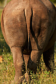 Bottom of Southern white rhinoceros (Ceratotherium simum simum), Kruger National Park, South Africa