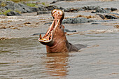 Flusspferd beim Drohgebaren, Hippopotamus amphibius, Serengeti-Nationalpark, Tansania, Afrika
