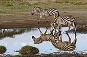 Burchell's Zebra und Spiegelung, Equus burchellii, Serengeti-Nationalpark, Tansania, Afrika