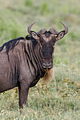 Wildebeest, Serengeti National Park, Tanzania, Africa