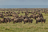 Große Gnuherde während der Migration, Serengeti-Nationalpark, Tansania, Afrika