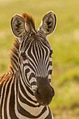 Africa, Tanzania, Serengeti National Park. Close-up of young plains zebra