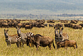Africa, Tanzania, Serengeti National Park. Migration of zebras and wildebeests