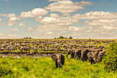 Africa, Tanzania, Serengeti National Park. Migration of zebras and wildebeests with elephant herd