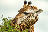 Africa, Tanzania, Tarangire National Park. Maasai giraffe eating tree leaves