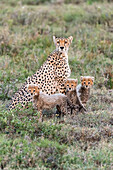 Afrika, Tansania, Serengeti-Nationalpark. Gepardenmutter und Jungtier