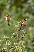 Afrika, Tansania. Kleiner Bienenfresser-Vogel auf Gliedmaße