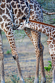 Afrika, Tansania. Eine junge Giraffe säugt.