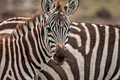 Zebra schaut in die Kamera