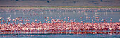 Zwergflamingos rasten und fressen im Magadi-See im Ngorongoro-Krater, Tansania.