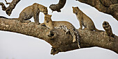 Afrika. Tansania. Afrikanischer Leopard (Panthera pardus), Mutter und Jungtiere in einem Baum, Serengeti-Nationalpark.