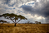 Africa. Tanzania. Views of the savanna, Serengeti National Park.
