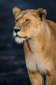 Africa. Tanzania. African lioness (Panthera Leo), Serengeti National Park.