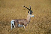 Afrika. Tansania. Grant-Gazelle (Nanger granti), Serengeti-Nationalpark.