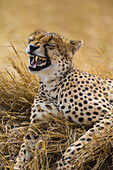 Afrika. Tansania. Gepard (Acinonyx Jubatus) gähnt nach einer Jagd in den Ebenen der Serengeti, Serengeti-Nationalpark.