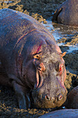 Afrika. Tansania. Flusspferd (Hippopotamus amphibius), Serengeti-Nationalpark.