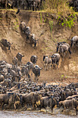 Africa. Tanzania. Wildebeest herd crossing the Mara River during the annual Great Migration, Serengeti National Park.