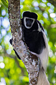 Africa. Tanzania. Black and White Colobus, also known as mantled guereza (Colobus guereza) at Arusha National Park.