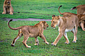 Africa. Tanzania. African lion cubs (Panthera Leo) mock fighting at Ndutu, Serengeti National Park.