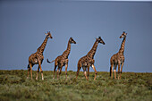 Africa. Tanzania. Masai giraffes (Giraffa tippelskirchi) at Ndutu, Serengeti National Park.