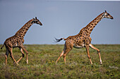 Afrika. Tansania. Massai-Giraffen (Giraffa tippelskirchi) in Ndutu, Serengeti-Nationalpark.