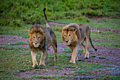 Africa. Tanzania. Male African lions (Panthera Leo) at Ndutu, Serengeti National Park.