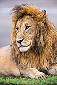 Afrika. Tansania. Männlicher afrikanischer Löwe (Panthera Leo) in Ndutu, Serengeti-Nationalpark.