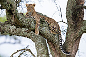 Africa. Tanzania. African leopard (Panthera pardus) in a tree, Serengeti National Park.