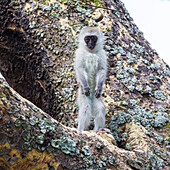 Afrika. Tansania. Grüne Meerkatze (Chlorocebus pygerthrus), Jungtier im Ngorongoro-Krater.