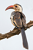 Africa. Tanzania. Red-billed hornbill (Tockus erythrorhynchus), Serengeti National Park.