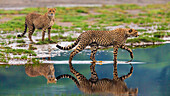 Africa. Tanzania. Cheetahs (Acinonyx Jubatus) cross some water at Ndutu, Serengeti National Park.