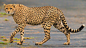 Afrika. Tansania. Gepard (Acinonyx Jubatus) in Ndutu, Serengeti-Nationalpark.