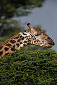 Africa. Tanzania. Masai giraffe (Giraffa tippelskirchi) at Ndutu, Serengeti National Park.