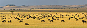 Afrika. Tansania. Eine große Gnuherde während der jährlichen Großen Migration, Serengeti-Nationalpark.