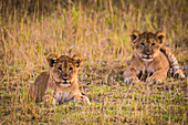 Africa. Tanzania. African lion cubs (Panthera Leo), Serengeti National Park.