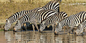 Africa. Tanzania. Zebra (Equus quagga) drinking at Ngorongoro Crater.