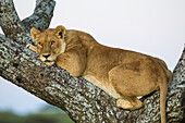 Africa. Tanzania. African lioness (Panthera Leo) in a tree at Ndutu, Serengeti National Park.