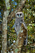 Afrika. Tansania. Verreauxs Uhu (Bubo lacteus) im Serengeti-Nationalpark.