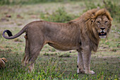 Afrika. Tansania. Männlicher afrikanischer Löwe (Panthera Leo) in Ndutu, Serengeti-Nationalpark.