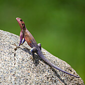 Africa. Tanzania. Agama (Agama agama) lizard, Serengeti National Park.