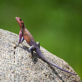 Afrika. Tansania. Agama (Agama agama) Eidechse, Serengeti-Nationalpark.