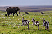 Afrika. Tansania. Afrikanischer Elefant (Loxodonta Africana) am Krater in der Ngorongoro Conservation Area.
