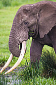 Afrika. Tansania. Afrikanischer Elefant (Loxodonta Africana) am Krater in der Ngorongoro Conservation Area.