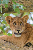 Africa, Uganda, Ishasha, Queen Elizabeth National Park. Lioness, (Panthera Leo) in tree, resting on branch.