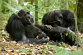 Africa, Uganda, Kibale National Park, Ngogo Chimpanzee Project. A male chimpanzee grooms his female companion's leg while she relaxes cradling her sleeping infant.