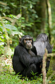 Africa, Uganda, Kibale National Park, Ngogo Chimpanzee Project. Watchful young adult male chimpanzee named Peterson.
