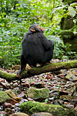 Africa, Uganda, Kibale National Park, Ngogo Chimpanzee Project. A juvenile chimp sits on a branch over a stream, his backside showing the remnants of his white tail tuft from infancy.